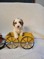 mini(pending) goldendoodle, a female Miniature Goldendoodle for sale in Winona, MN – Photo 9 of 10