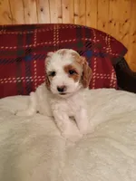 mini(pending) goldendoodle, a female Miniature Goldendoodle for sale in Winona, MN – Photo 10 of 10