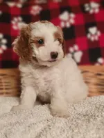 mini(pending) goldendoodle, a female Miniature Goldendoodle for sale in Winona, MN – Photo 7 of 10