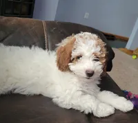 mini(pending) goldendoodle, a female Miniature Goldendoodle for sale in Winona, MN – Photo 2 of 10