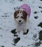 mini(pending) goldendoodle, a female Miniature Goldendoodle for sale in Winona, MN – Photo 1 of 10