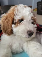 mini(pending) goldendoodle, a female Miniature Goldendoodle for sale in Winona, MN – Photo 3 of 10