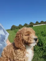 Gray, a male Miniature Goldendoodle for sale in Winona, MN – Photo 6 of 10
