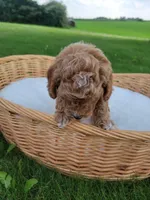 Gray, a male Miniature Goldendoodle for sale in Winona, MN – Photo 10 of 10