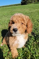 Gray, a male Miniature Goldendoodle for sale in Winona, MN – Photo 1 of 10