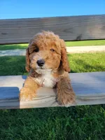 Gray, a male Miniature Goldendoodle for sale in Winona, MN – Photo 2 of 10