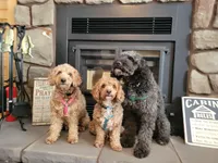 Gray, a male Miniature Goldendoodle for sale in Winona, MN – Photo 9 of 10