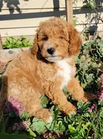 Gray, a male Miniature Goldendoodle for sale in Winona, MN – Photo 3 of 10