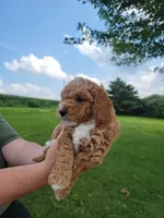 Gray, a male Miniature Goldendoodle for sale in Winona, MN – Photo 8 of 10