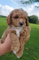 Gray, a male Miniature Goldendoodle for sale in Winona, MN – Photo 7 of 10