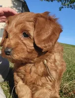 BrownB PetMini Goldendoodle, a male Miniature Goldendoodle for sale in Winona, MN – Photo 7 of 10