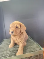 BrownB PetMini Goldendoodle, a male Miniature Goldendoodle for sale in Winona, MN – Photo 10 of 10