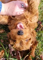 BrownB PetMini Goldendoodle, a male Miniature Goldendoodle for sale in Winona, MN – Photo 4 of 10