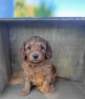 BrownB PetMini Goldendoodle, a male Miniature Goldendoodle for sale in Winona, MN – Photo 8 of 10