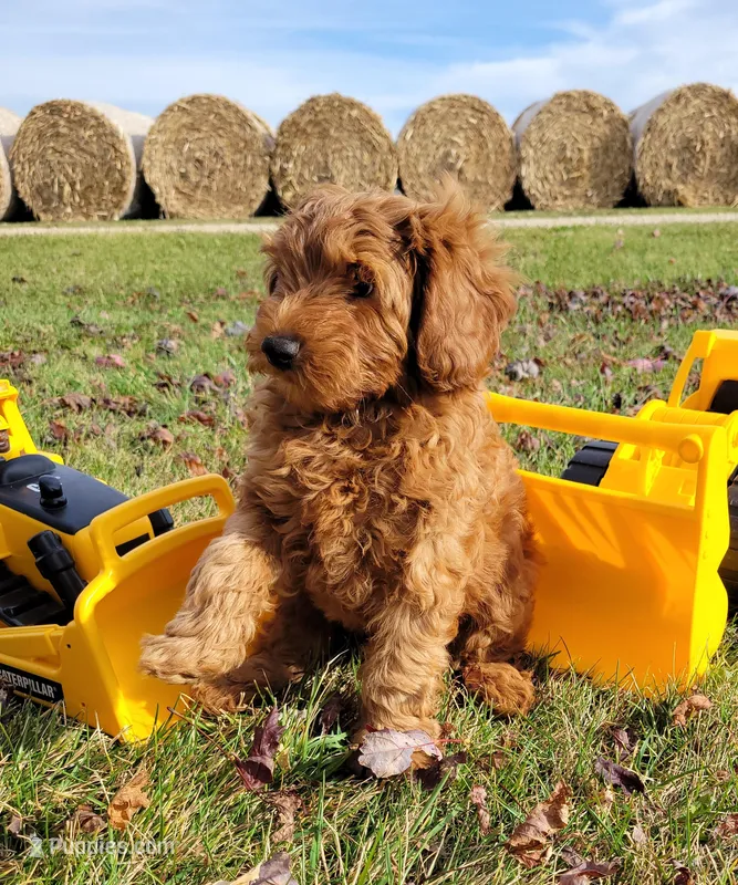 BrownB PetMini Goldendoodle