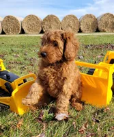 BrownB PetMini Goldendoodle, a male Miniature Goldendoodle for sale in Winona, MN – Photo 1 of 10