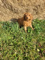 BrownB PetMini Goldendoodle, a male Miniature Goldendoodle for sale in Winona, MN – Photo 5 of 10