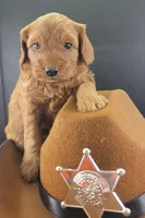 BrownB PetMini Goldendoodle, a male Miniature Goldendoodle for sale in Winona, MN – Photo 9 of 10