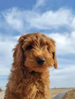 BrownB PetMini Goldendoodle, a male Miniature Goldendoodle for sale in Winona, MN – Photo 3 of 10