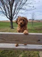 BrownB PetMini Goldendoodle, a male Miniature Goldendoodle for sale in Winona, MN – Photo 2 of 10