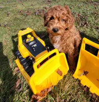 Green Petite Mini Goldendoodle, a male Miniature Goldendoodle for sale in Winona, MN – Photo 3 of 10