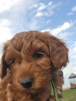 Green Petite Mini Goldendoodle, a male Miniature Goldendoodle for sale in Winona, MN – Photo 7 of 10