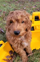 Green Petite Mini Goldendoodle, a male Miniature Goldendoodle for sale in Winona, MN – Photo 2 of 10