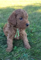 Green Petite Mini Goldendoodle, a male Miniature Goldendoodle for sale in Winona, MN – Photo 8 of 10