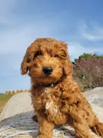 Green Petite Mini Goldendoodle, a male Miniature Goldendoodle for sale in Winona, MN – Photo 1 of 10