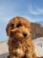 Green Petite Mini Goldendoodle, a male Miniature Goldendoodle for sale in Winona, MN – Photo 4 of 10