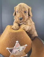 Green Petite Mini Goldendoodle, a male Miniature Goldendoodle for sale in Winona, MN – Photo 10 of 10