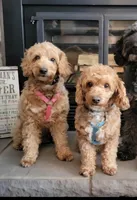 Petite mini girl Red, a female Miniature Goldendoodle for sale in Winona, MN – Photo 7 of 9