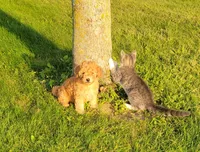 Petite mini girl Red, a female Miniature Goldendoodle for sale in Winona, MN – Photo 3 of 9