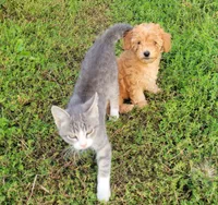 Petite mini girl Red, a female Miniature Goldendoodle for sale in Winona, MN – Photo 2 of 9