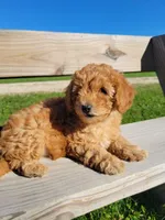 Petite mini girl Red, a female Miniature Goldendoodle for sale in Winona, MN – Photo 4 of 9