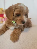 Petitemini Goldendoodle Yellow, a male Poodle - Miniature  and Miniature Goldendoodle for sale in Winona, MN – Photo 3 of 10