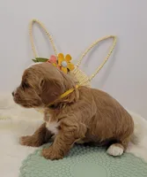 Petitemini Goldendoodle Yellow, a male Poodle - Miniature  and Miniature Goldendoodle for sale in Winona, MN – Photo 9 of 10