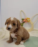 Petitemini Goldendoodle Yellow, a male Poodle - Miniature  and Miniature Goldendoodle for sale in Winona, MN – Photo 10 of 10