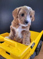 Petitemini Goldendoodle Yellow, a male Poodle - Miniature  and Miniature Goldendoodle for sale in Winona, MN – Photo 4 of 10