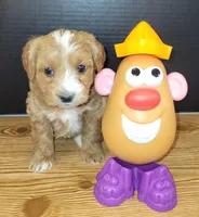 Petitemini Goldendoodle Yellow, a male Poodle - Miniature  and Miniature Goldendoodle for sale in Winona, MN – Photo 6 of 10