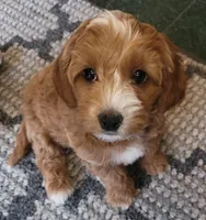 Petitemini Goldendoodle Yellow, a male Poodle - Miniature  and Miniature Goldendoodle for sale in Winona, MN – Photo 2 of 10