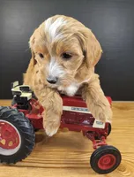 Petitemini Goldendoodle Yellow, a male Poodle - Miniature  and Miniature Goldendoodle for sale in Winona, MN – Photo 5 of 10