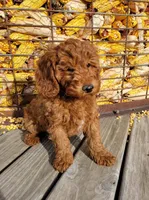 Red Petite Mini Goldendoodle, a male Miniature Goldendoodle for sale in Winona, MN – Photo 3 of 10