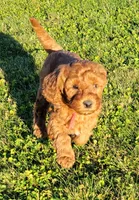 Red Petite Mini Goldendoodle, a male Miniature Goldendoodle for sale in Winona, MN – Photo 10 of 10