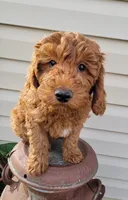 Red Petite Mini Goldendoodle, a male Miniature Goldendoodle for sale in Winona, MN – Photo 4 of 10