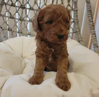 Red Petite Mini Goldendoodle, a male Miniature Goldendoodle for sale in Winona, MN – Photo 7 of 10