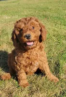Red Petite Mini Goldendoodle, a male Miniature Goldendoodle for sale in Winona, MN – Photo 6 of 10