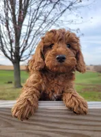 Red Petite Mini Goldendoodle, a male Miniature Goldendoodle for sale in Winona, MN – Photo 2 of 10