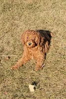 Red Petite Mini Goldendoodle, a male Miniature Goldendoodle for sale in Winona, MN – Photo 9 of 10