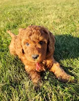 Red Petite Mini Goldendoodle, a male Miniature Goldendoodle for sale in Winona, MN – Photo 8 of 10